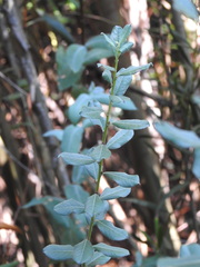 Salix repens argentea
