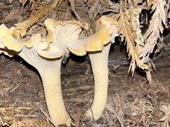 Cantharellus formosus