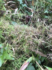Muhlenbergia schreberi