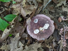 Russula mariae
