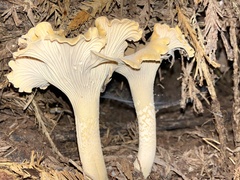 Cantharellus formosus