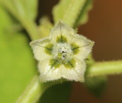 Physalis nicandroides