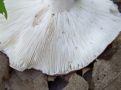 Russula mariae