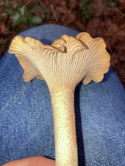 Cantharellus formosus