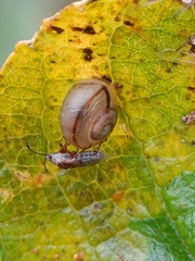 Fruticicola fruticum