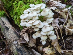 Clitocybula abundans