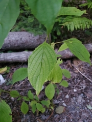 Cornus alternifolia