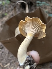 Cantharellus formosus