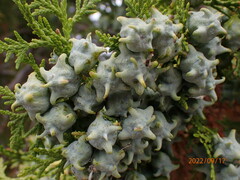 Platycladus orientalis