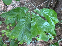 Quercus falcata