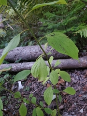 Cornus alternifolia