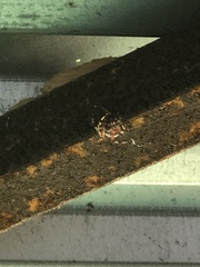 Neoscona domiciliorum