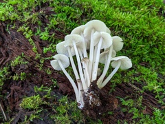 Clitocybula abundans