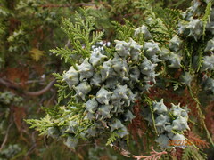 Platycladus orientalis