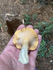Cantharellus formosus