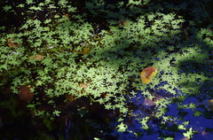 Callitriche cophocarpa