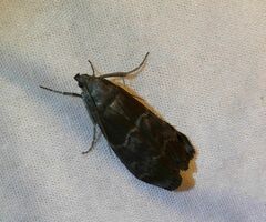 Euzophera ostricolorella