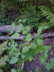 Cornus alternifolia