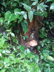 Pluteus longistriatus