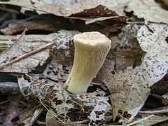 Clavariadelphus americanus