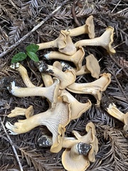 Cantharellus formosus