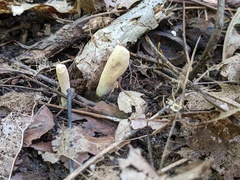 Clavariadelphus americanus