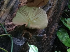 Pluteus longistriatus