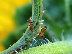 Nylanderia