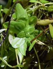 Callitriche cophocarpa