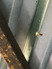 Neoscona domiciliorum