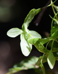 Callitriche cophocarpa