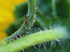 Nylanderia
