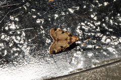 Aglossa costiferalis