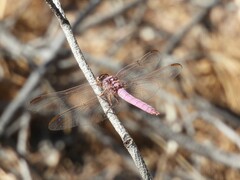 Orthemis ferruginea