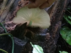 Pluteus longistriatus