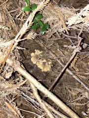 Cantharellus formosus