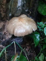 Pluteus longistriatus