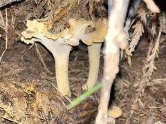 Cantharellus formosus