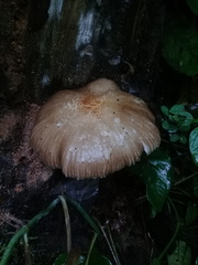 Pluteus longistriatus