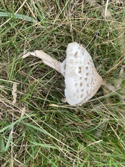 Macrolepiota procera