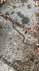 Lampropeltis triangulum