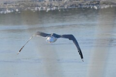 Larus argentatus vegae