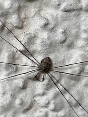 Dicranopalpus ramosus