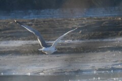 Larus argentatus vegae