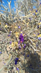 Psorothamnus spinosus