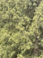 Thuja plicata