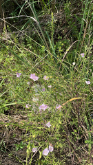 Agalinis heterophylla