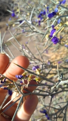 Psorothamnus spinosus