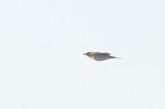Turdus atrogularis
