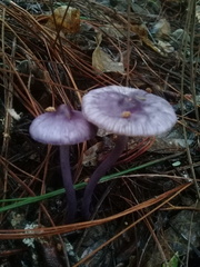 Inocybe lilacina